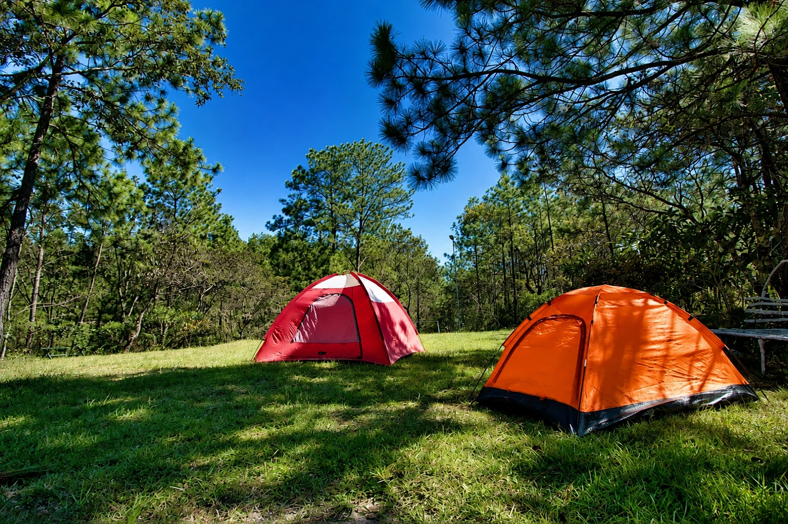 Carpas de camping entre bosque de pinos en la Finca Eco-Turística Los Pinos