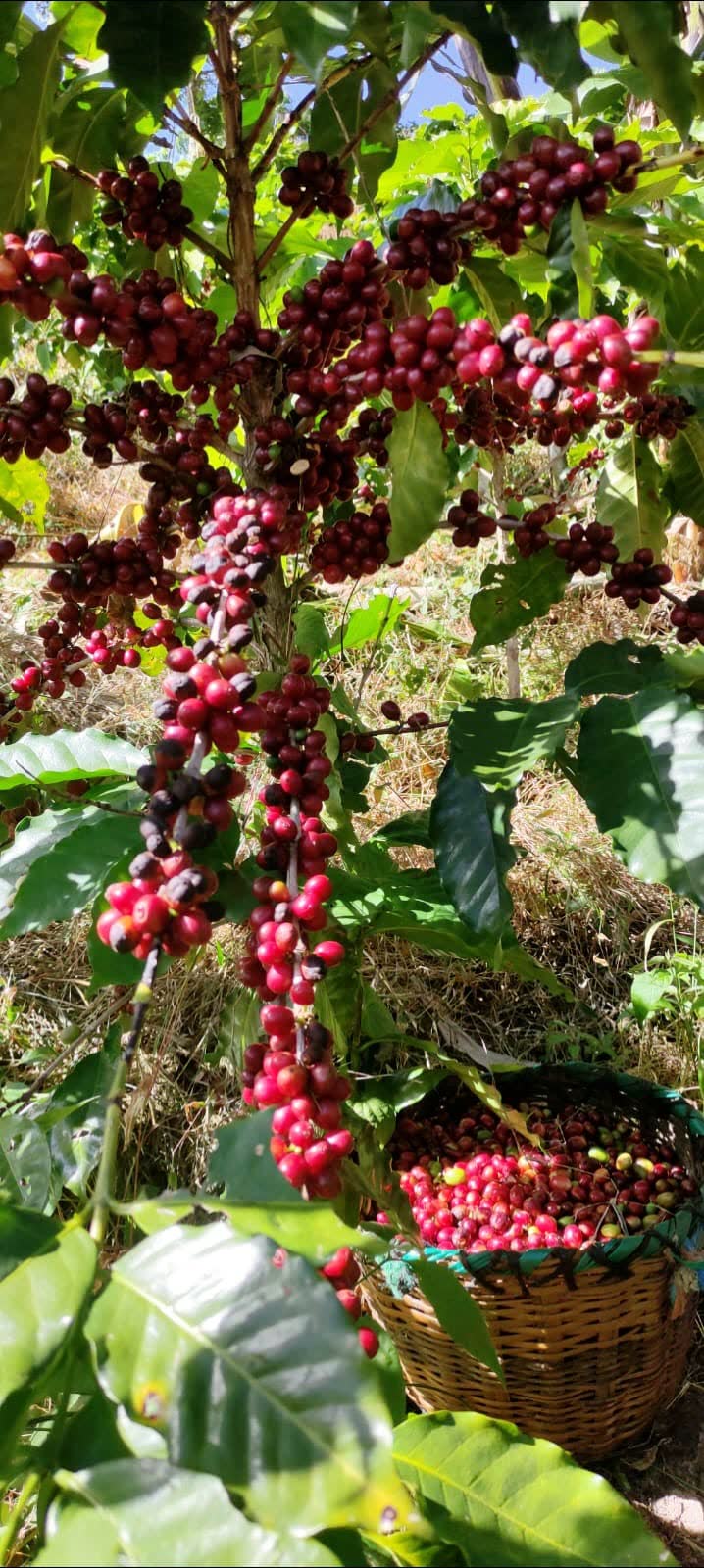Granos de café maduros en el cafetal